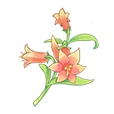 芦荟